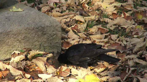 Raven drinking water from a puddle, foliage, omnivorous black bird Stock Footage 32225272