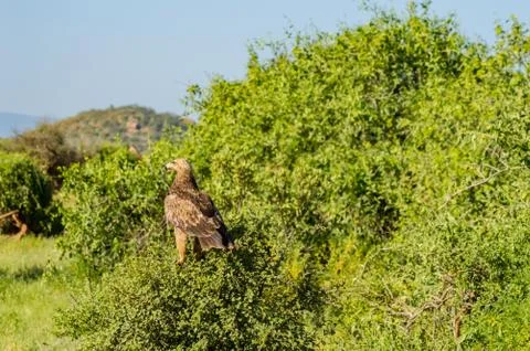 Raven eagle on a tree in samburu Stock Photos