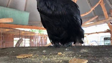 RAVEN EATING A COOKIE Stock Footage 153571118