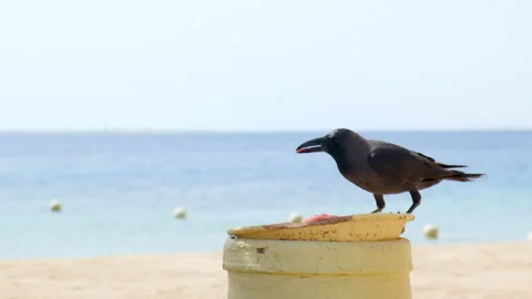 The raven is eating a watermelon. Selective focus. Stock Footage 153615995