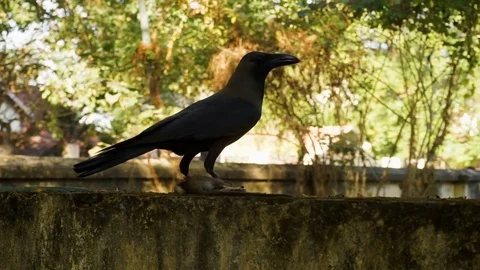 Raven eats a mouse Stock Footage 75247718