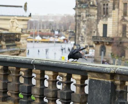 Raven eats a piece of bread against the backdrop of Dresden's historic part.. Stock Photos