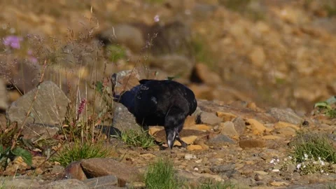 Raven eats on the stones Stock Footage 282123077