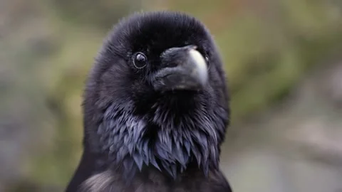 The raven explores the environment Stock Footage 168556248