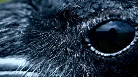 Raven eye close-up, macro, eye of hooded crow. toned. Stock Footage