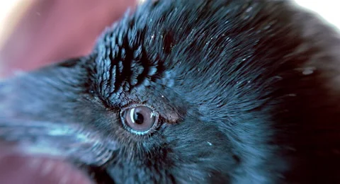 Raven. Eye of the crow. Macro. Stock Footage 68672494