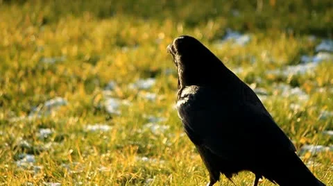 Raven in field Stock Footage 10753600
