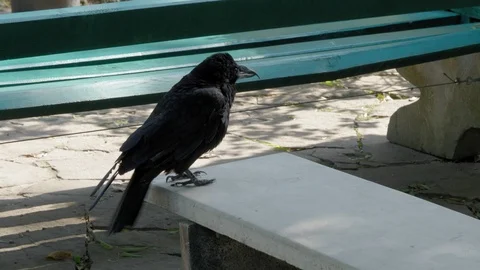 Raven flaps its wings and spreads its feathers on a park bench. Stockbeeldmateriaal 118714656