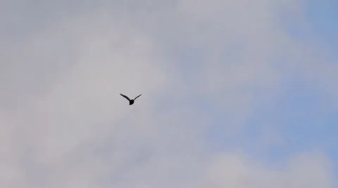 Raven Flies Overhead - slow motion Stock Footage 8917645