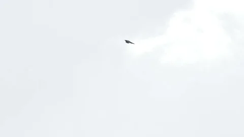 Raven flies in the sky Stock Footage 107968067