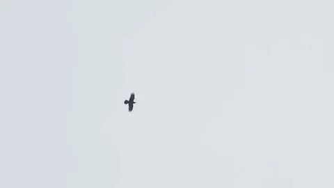 Raven flies in the sky top down Stock Footage 107968050