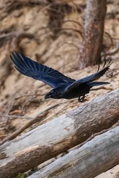 Raven in flight in the forest on the background of tree trunks - corvus corax Stock Photos