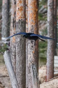 Raven in flight in the forest on the background of tree trunks - corvus corax Stock Photos
