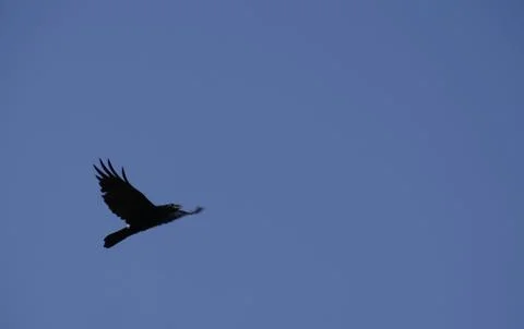 The raven in a flight Stock Photos