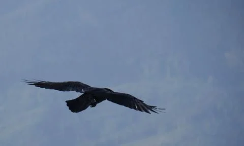 The raven in a flight Stock Photos