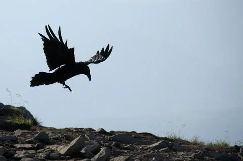 The raven in a flight Stock Photos