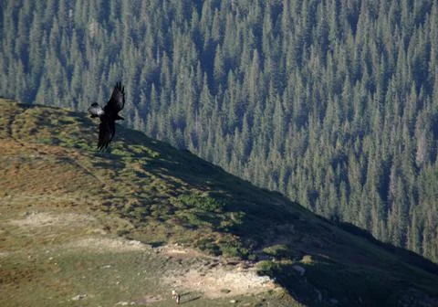 The raven in a flight Stock Photos