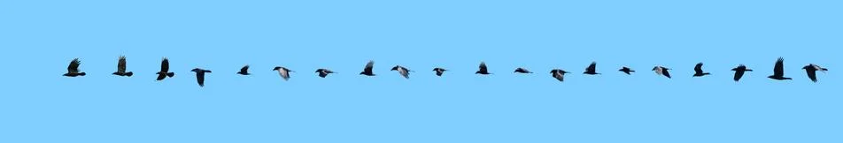 Raven flight sequence. Stock Photos