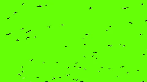 Raven flock green screen, Chroma key, alpha channel Stock Footage