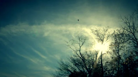 The raven fly in blue cloudly sky Stock Footage 34380891