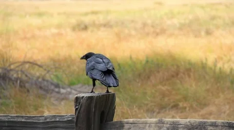 Raven fly from fence 動画素材 56324972