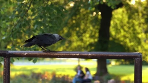Raven flying away Stock Footage 79926985