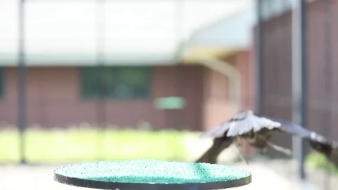 Raven flying away Stock Footage 82795699