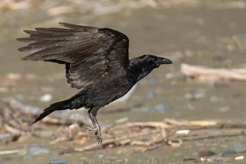 Raven flying in flight Stock Photos