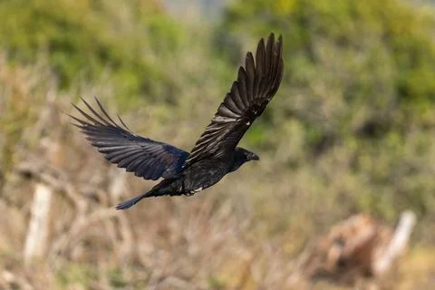 Raven flying in flight Stock Photos