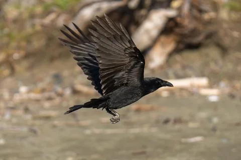 Raven flying in flight Stock Photos