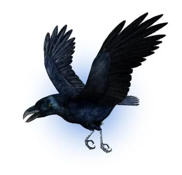 Raven Flying Stock Illustration