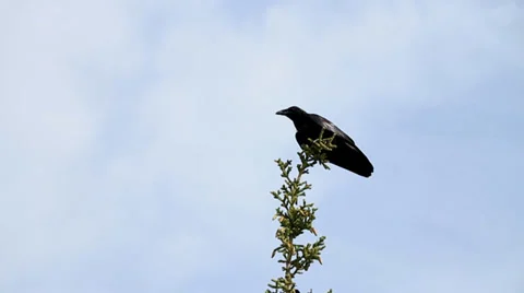 A raven flys away from a tree Stock Footage 35330109
