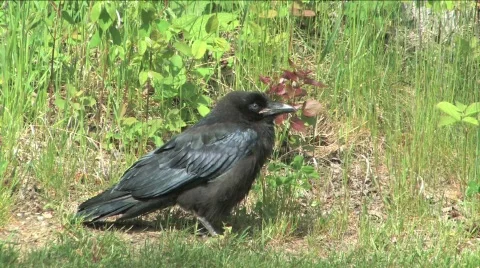 Raven Stock Footage 129372