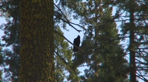 Raven Stock Footage 479164