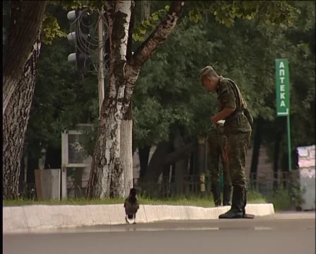 Raven Vídeo Stock 5173817