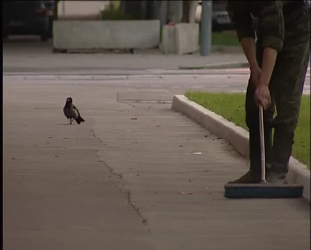 Raven 動画素材 5173965