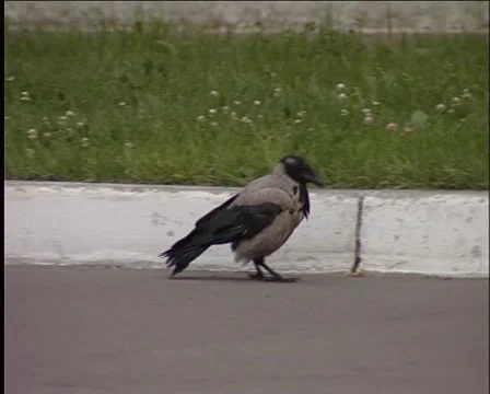 Raven Stock Footage 5174351