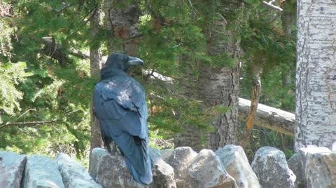 Raven Video stock 11860689