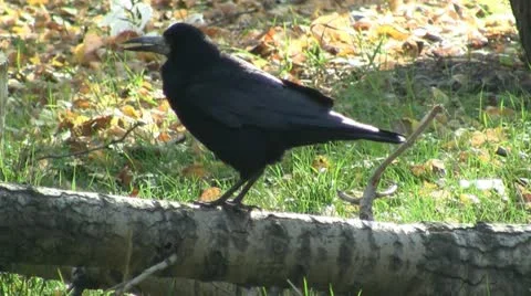 Raven 動画素材 12666718