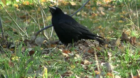 Raven 스톡 동영상 12731511