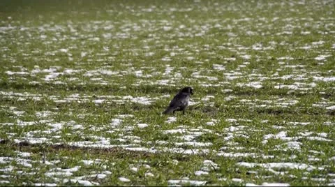 Raven Video stock 21176106