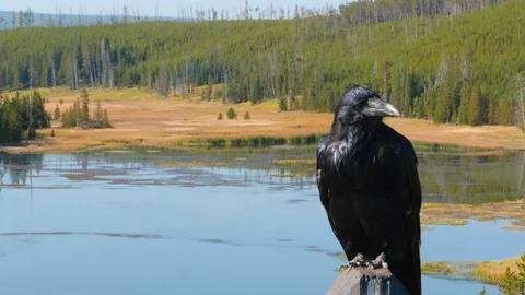 Raven Stock Footage 93417859