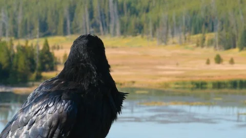 Raven Stock Footage 93418066