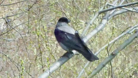 Raven Stock Footage 95076465