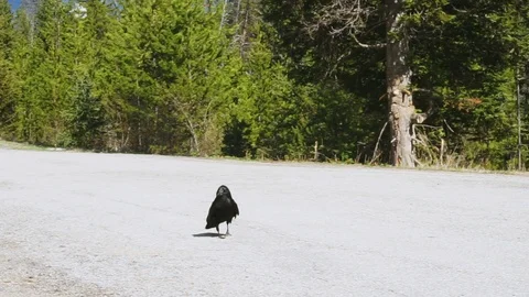 Raven on forrest road Stock Footage 108243312