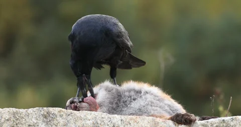 Raven with fox. Common raven, Corvus corax, perched on rock and tears fox. Stock Footage 255766552