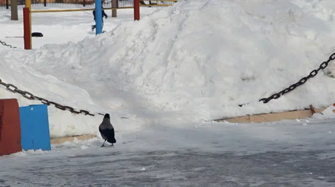 Raven goes on snow Stock Footage 36773964