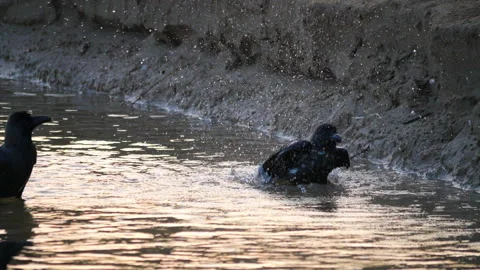 Raven gracefully dips into water feathers shimmering close-up. Bird raven Stock Footage 267714282