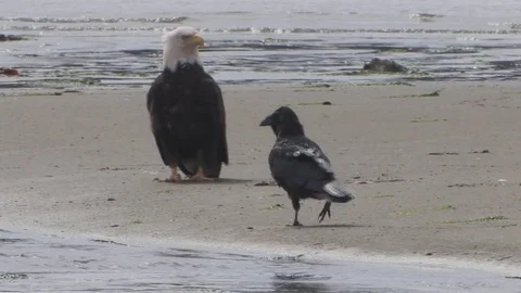 A raven harasses bald eagle on Alaskan beach. Stock Footage 79378532