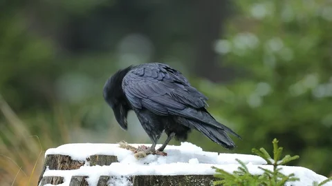 Raven with hare carcass during snow storm. Stock Footage 86392032